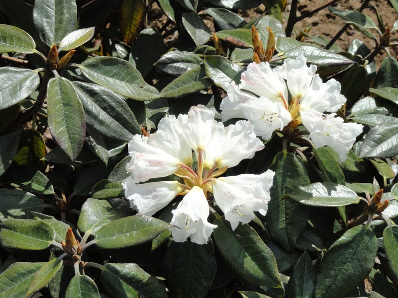 Rhododendron bureavii
