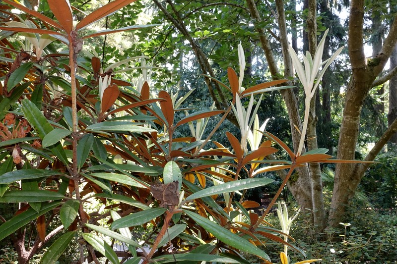 Rhododendron bureavii photo 2
