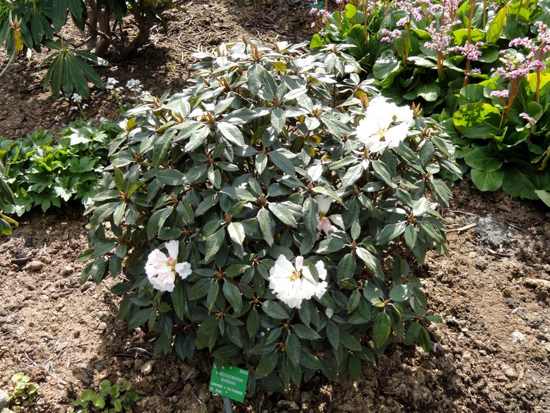 Rhododendron bureavii photo 3