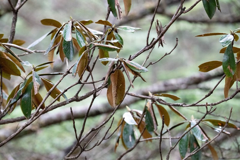 Rhododendron bureavii photo 4