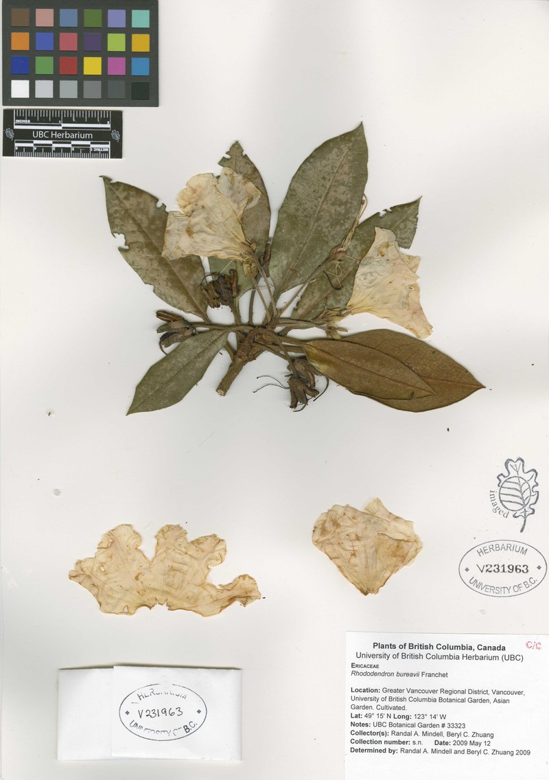 Rhododendron bureavii photo 5