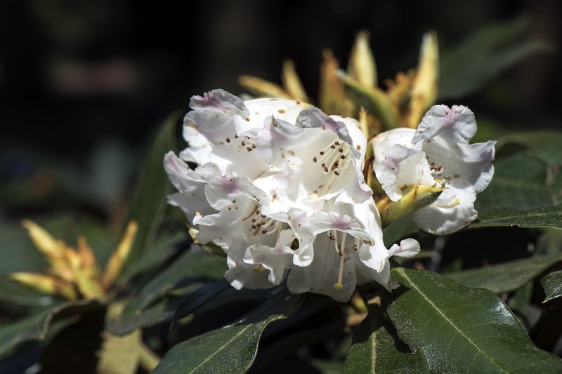 Rhododendron bureavii photo 6