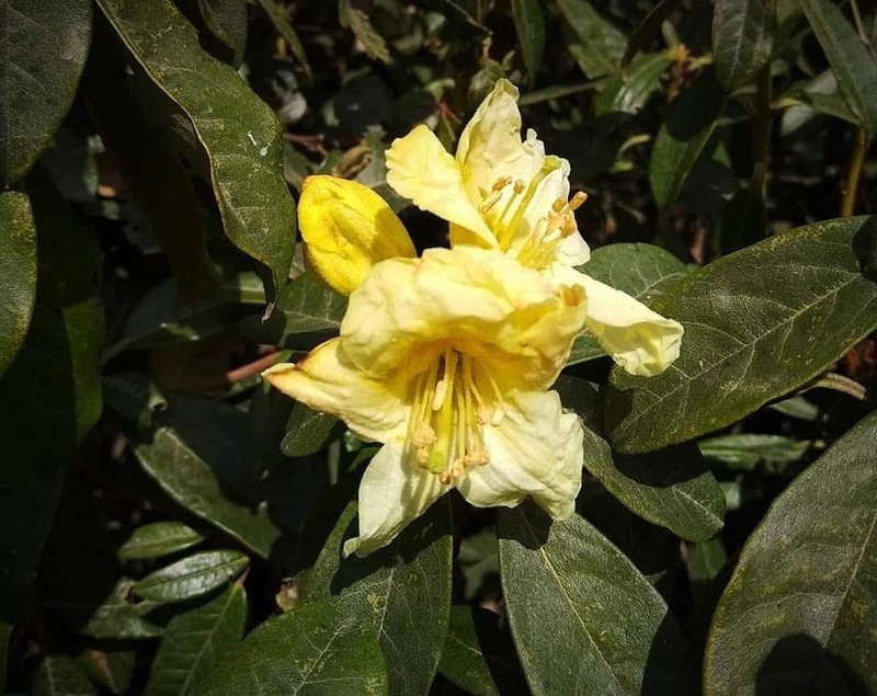 Rhododendron burmanicum photo 3