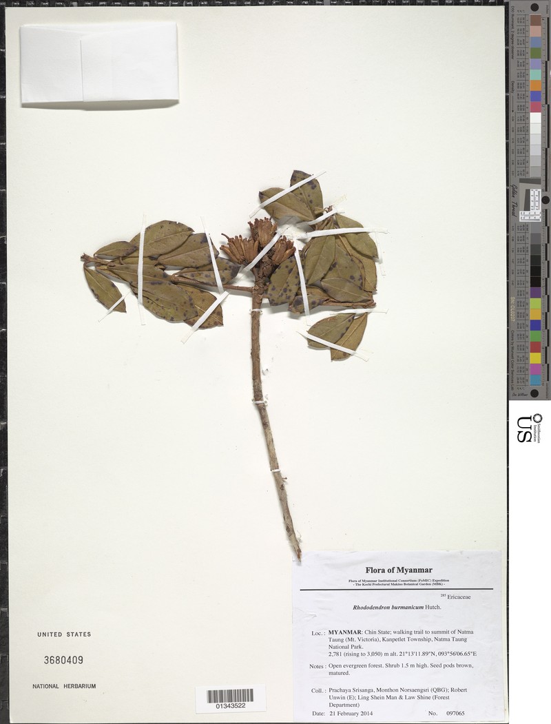 Rhododendron burmanicum photo 4