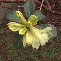 Rhododendron burmanicum