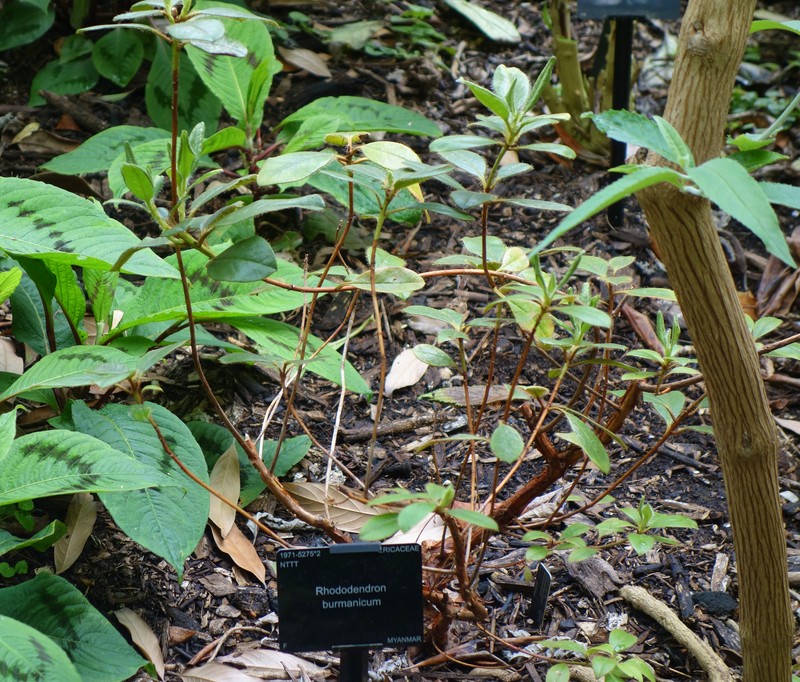 Rhododendron burmanicum photo 6