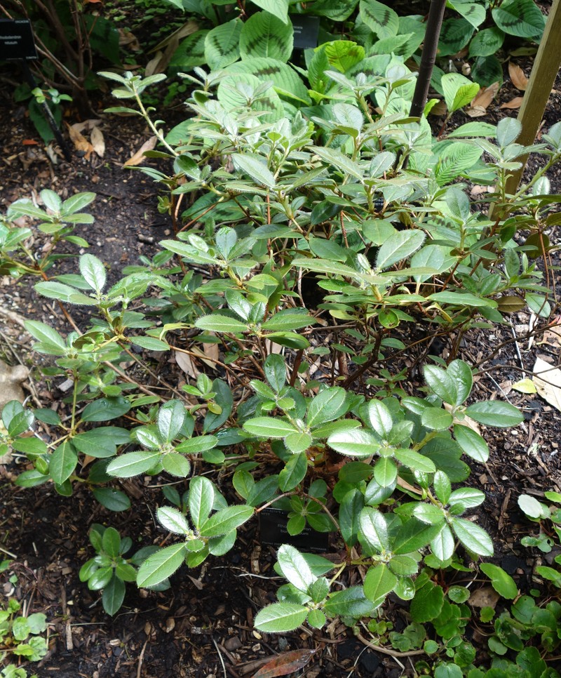 Rhododendron burmanicum photo 7