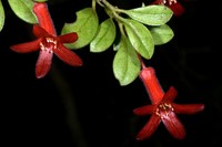 Rhododendron burttii