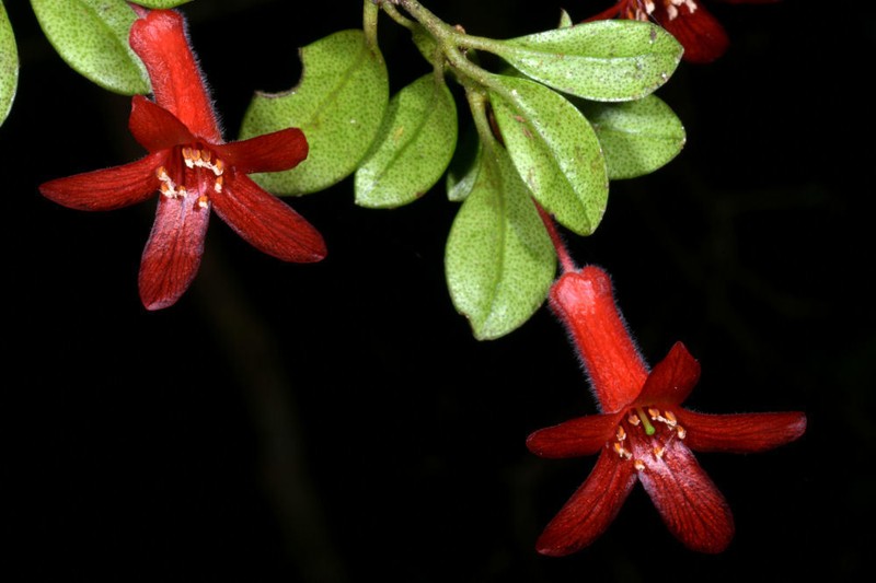 Rhododendron burttii