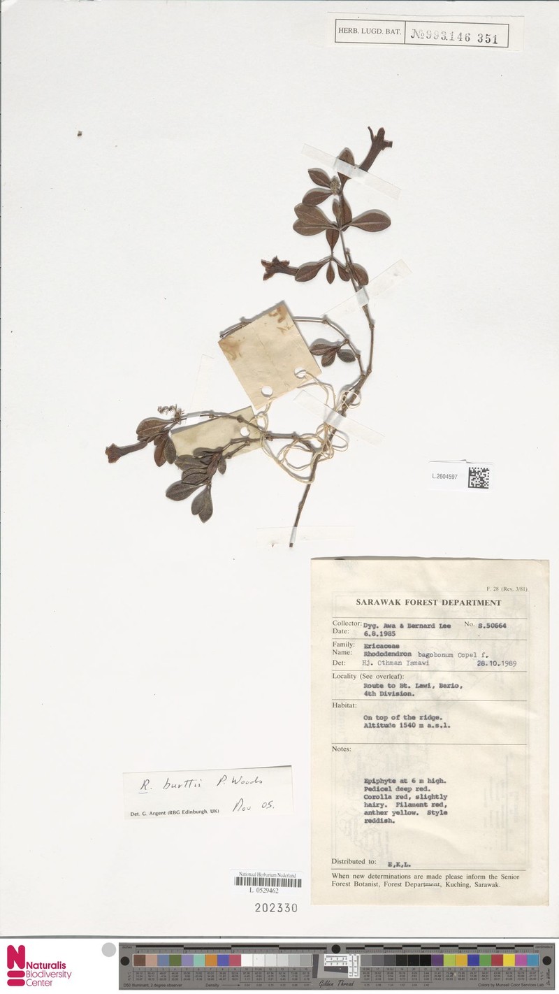 Rhododendron burttii photo 4