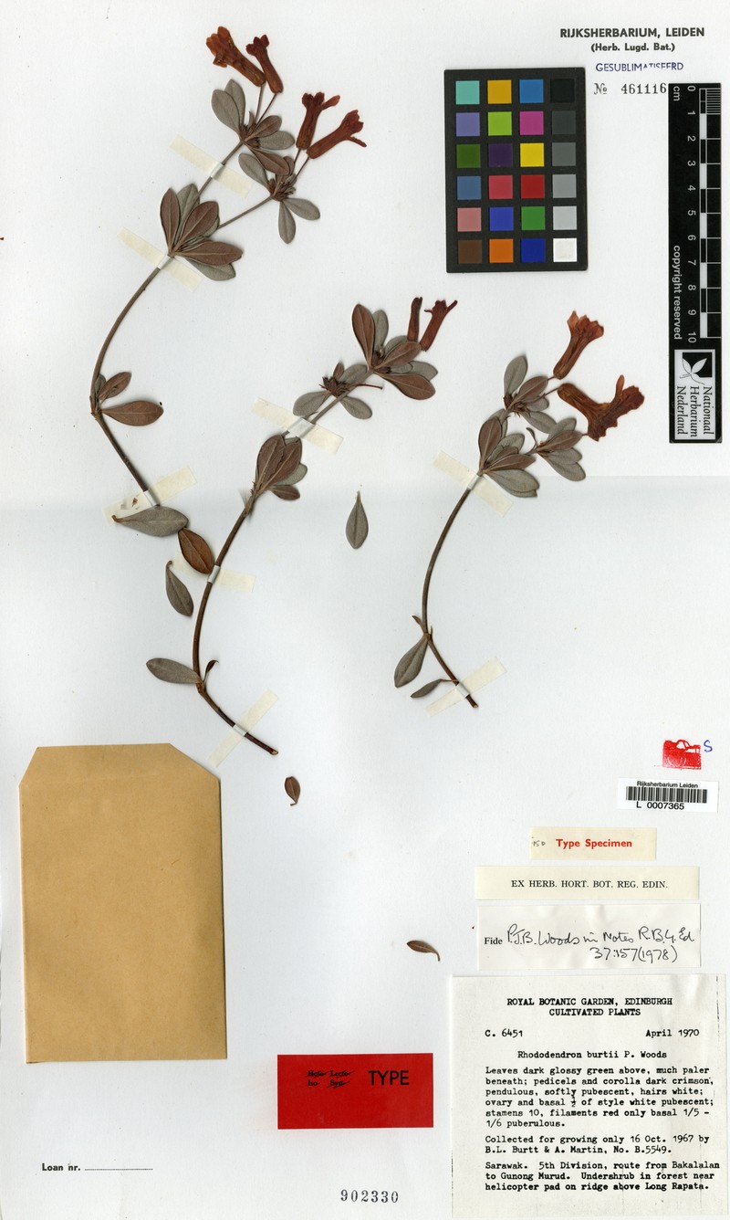 Rhododendron burttii photo 5