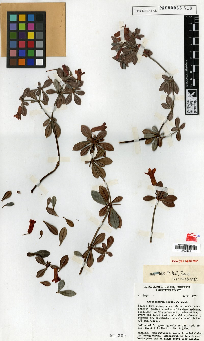 Rhododendron burttii photo 6