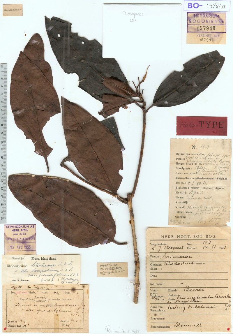 Rhododendron buruense photo 2