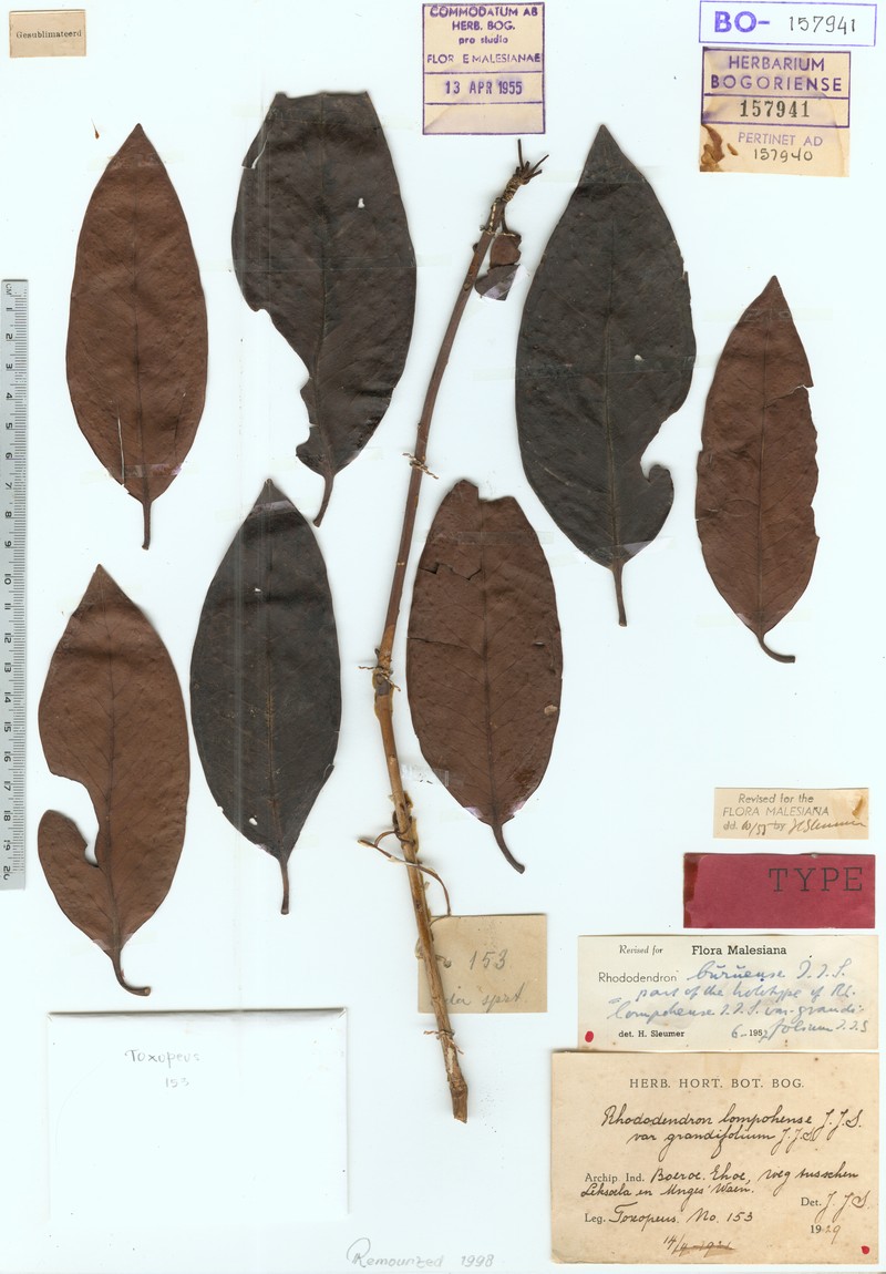 Rhododendron buruense photo 3