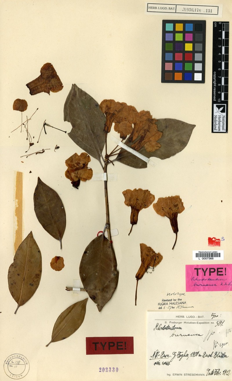 Rhododendron buruense photo 4