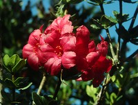 Rhododendron buxifolium