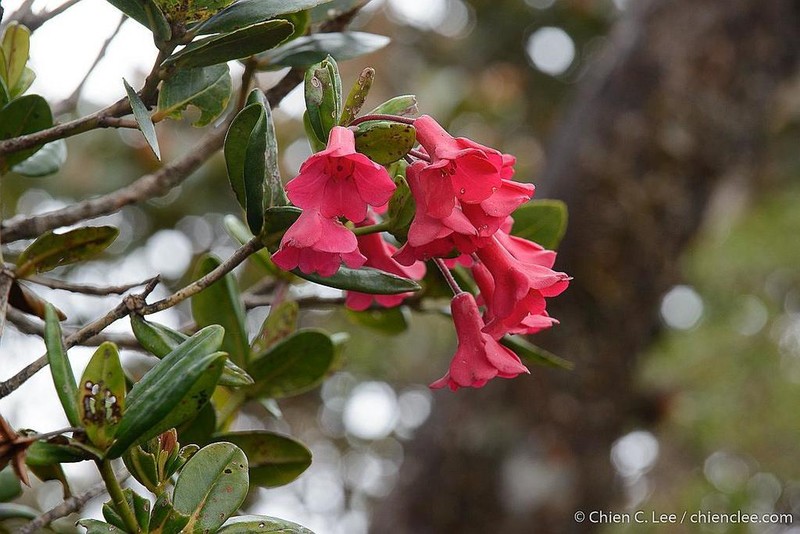 Rhododendron buxifolium photo 2