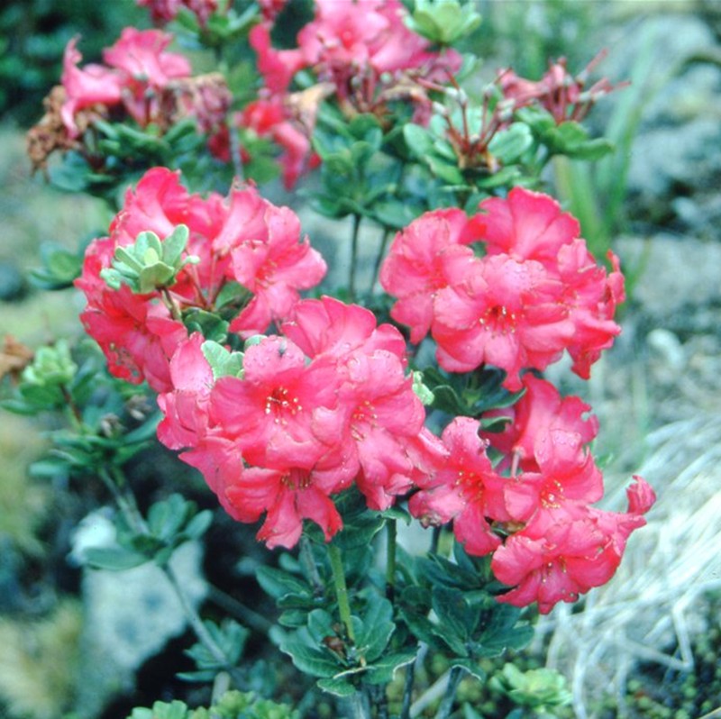 Rhododendron buxifolium photo 3