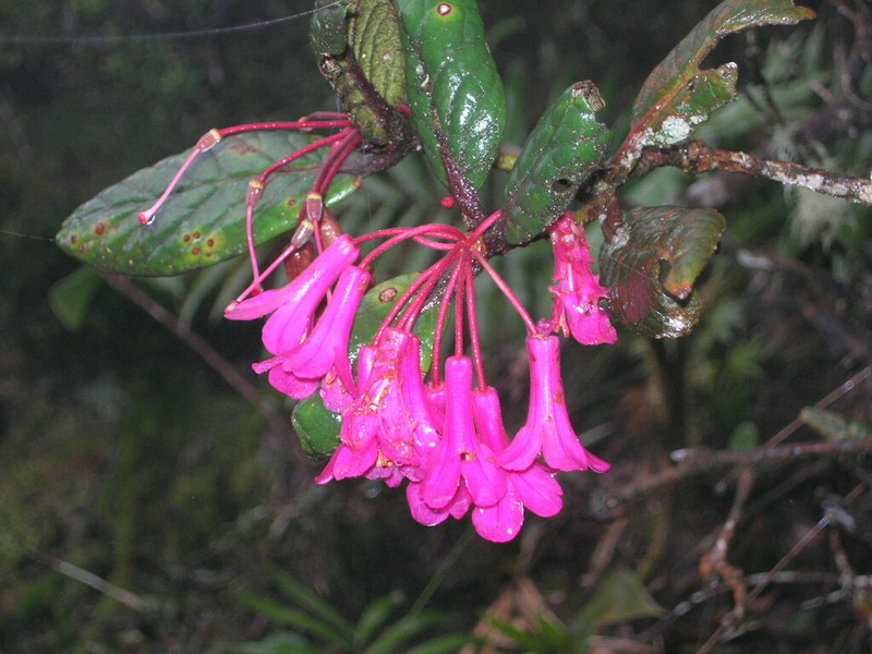 Rhododendron buxifolium photo 4