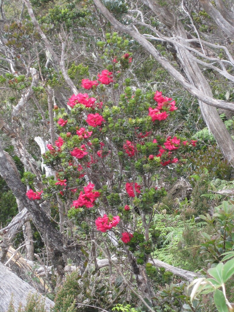 Rhododendron buxifolium photo 5