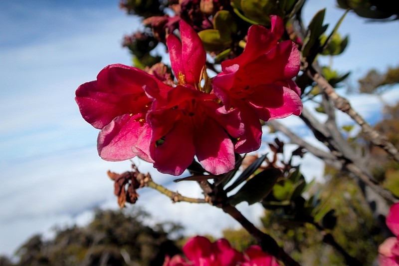 Rhododendron buxifolium photo 6