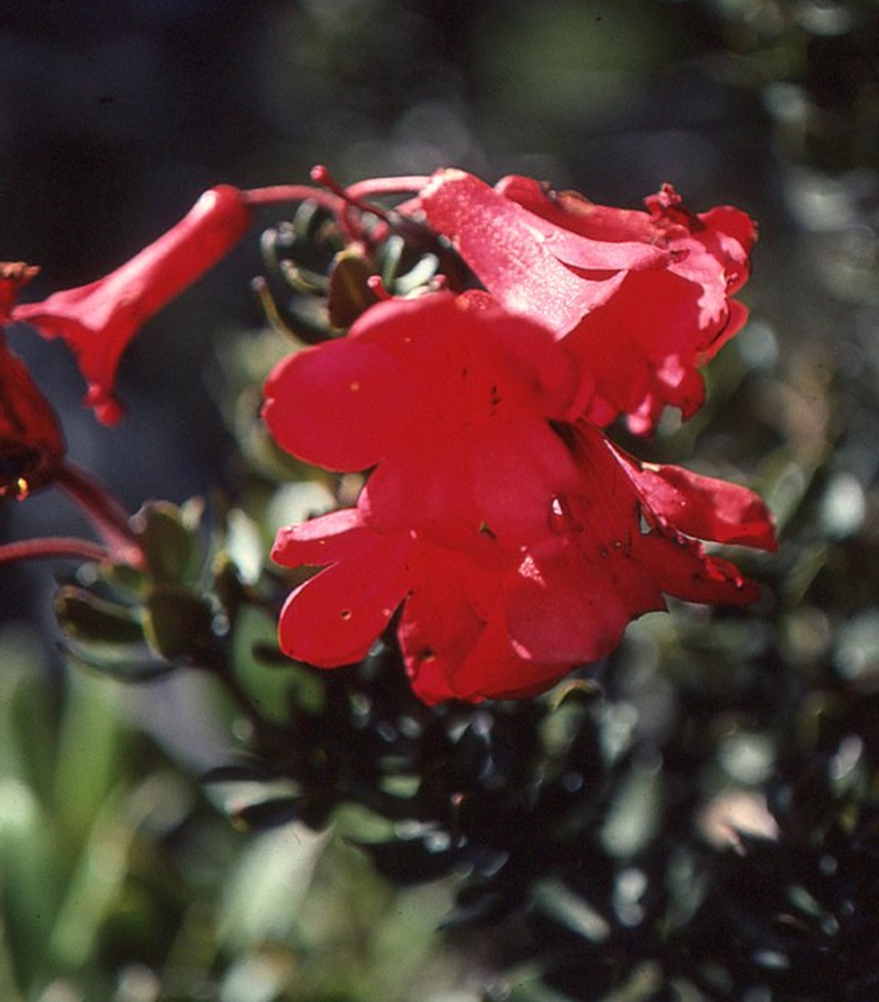Rhododendron buxifolium photo 7