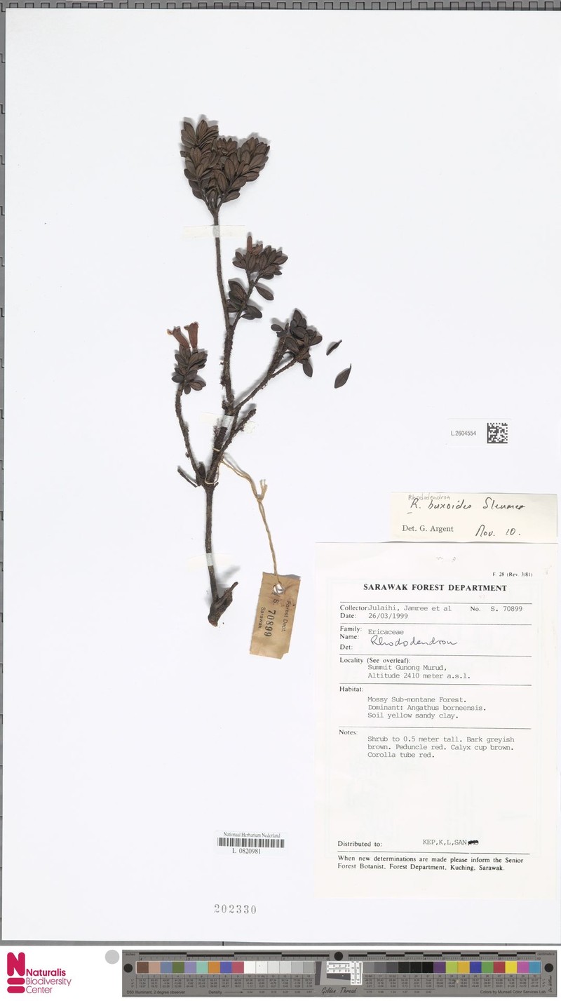 Rhododendron buxoides