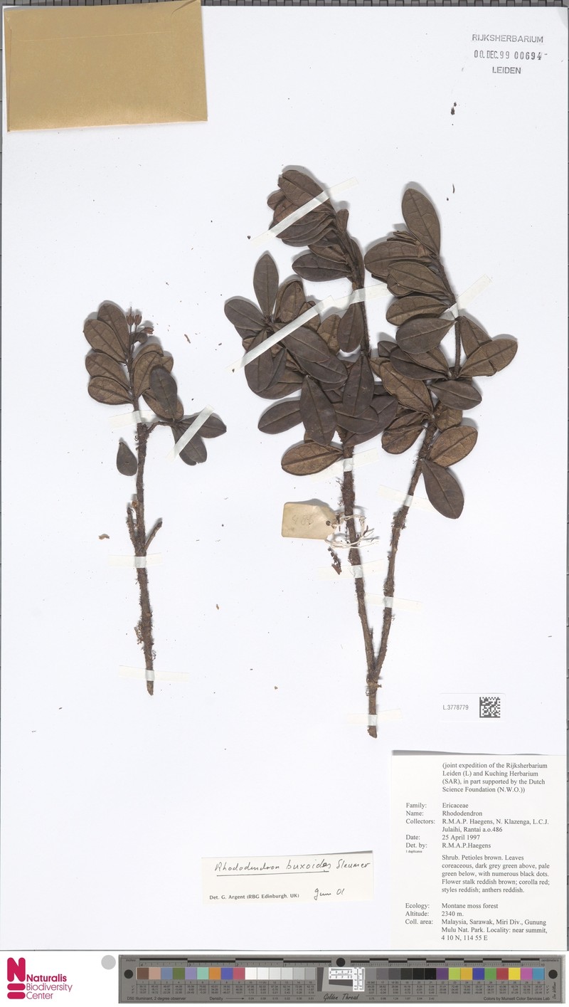 Rhododendron buxoides photo 2