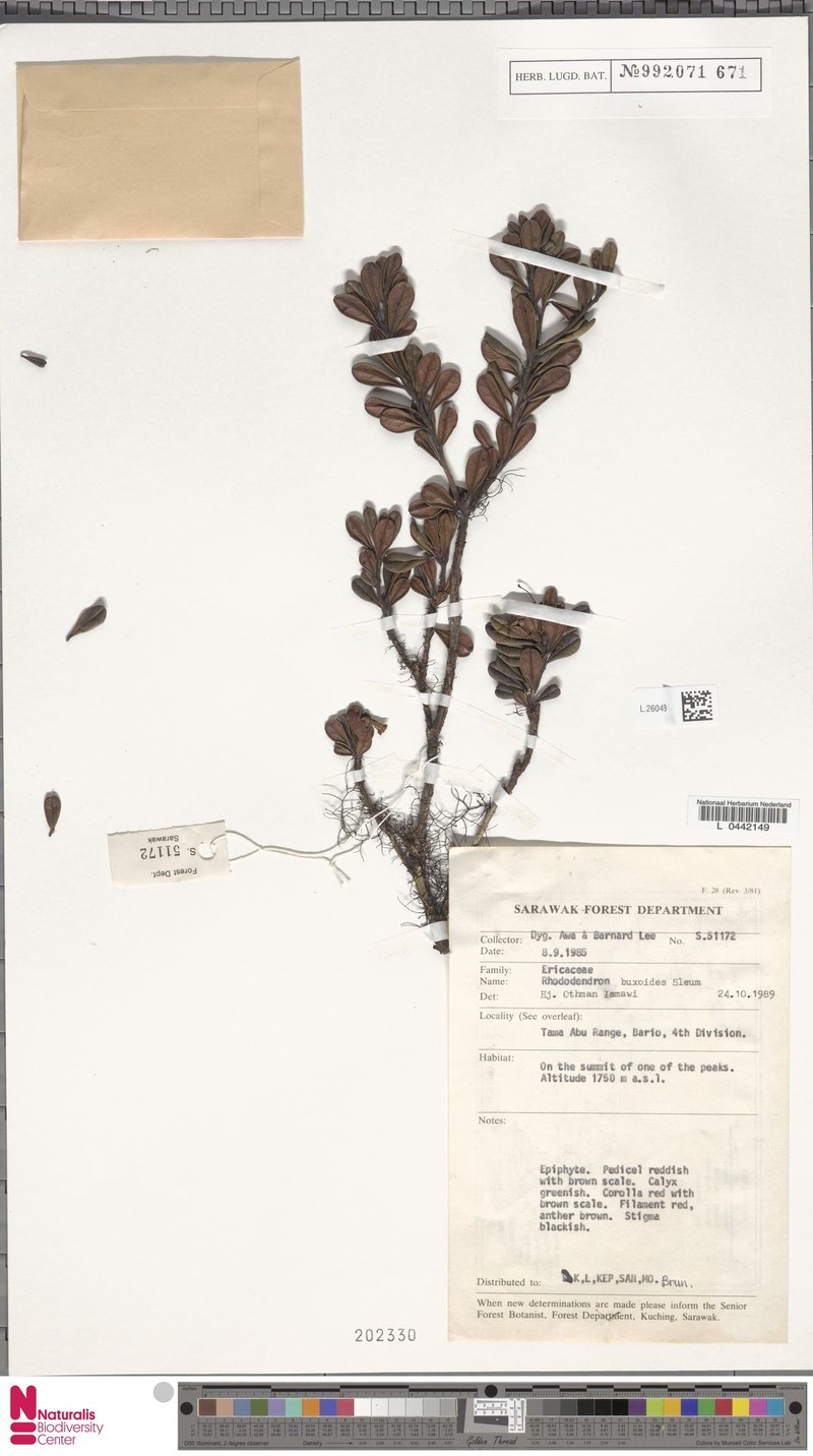 Rhododendron buxoides photo 3