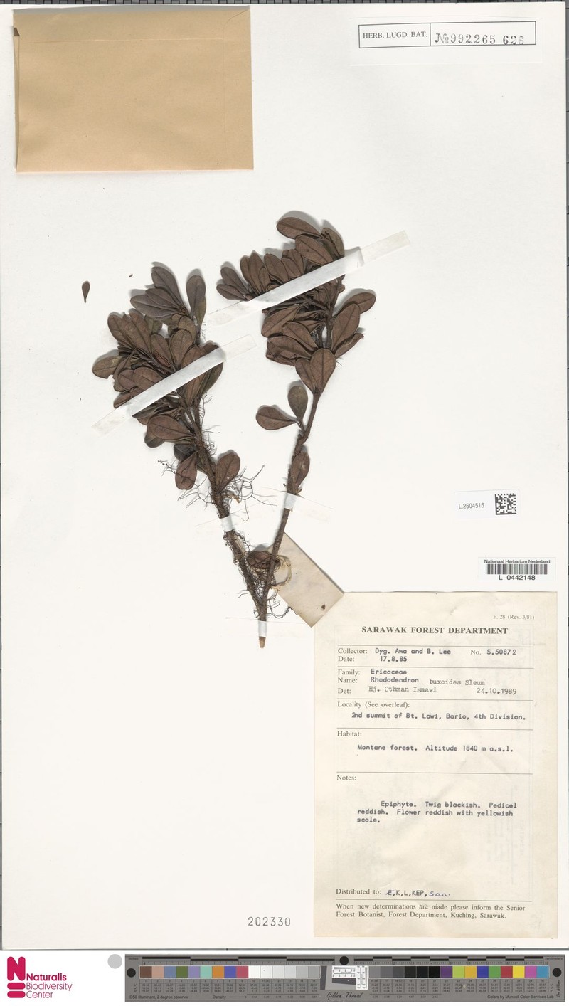 Rhododendron buxoides photo 4