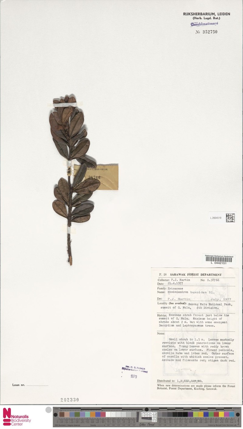 Rhododendron buxoides photo 5