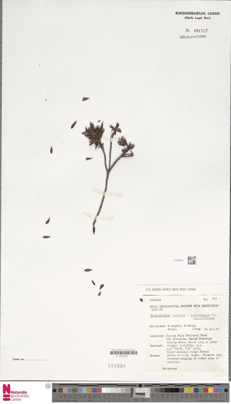 Rhododendron buxoides photo 6