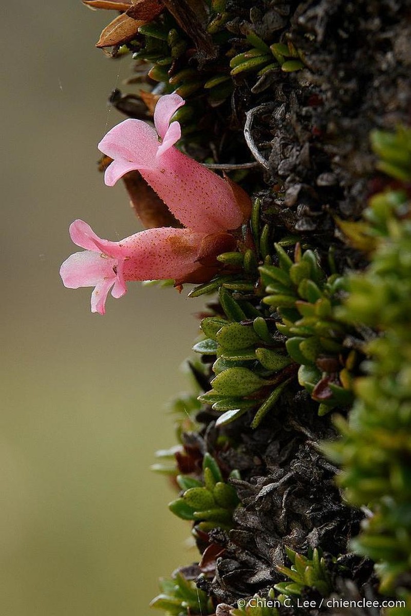 Rhododendron caespitosum