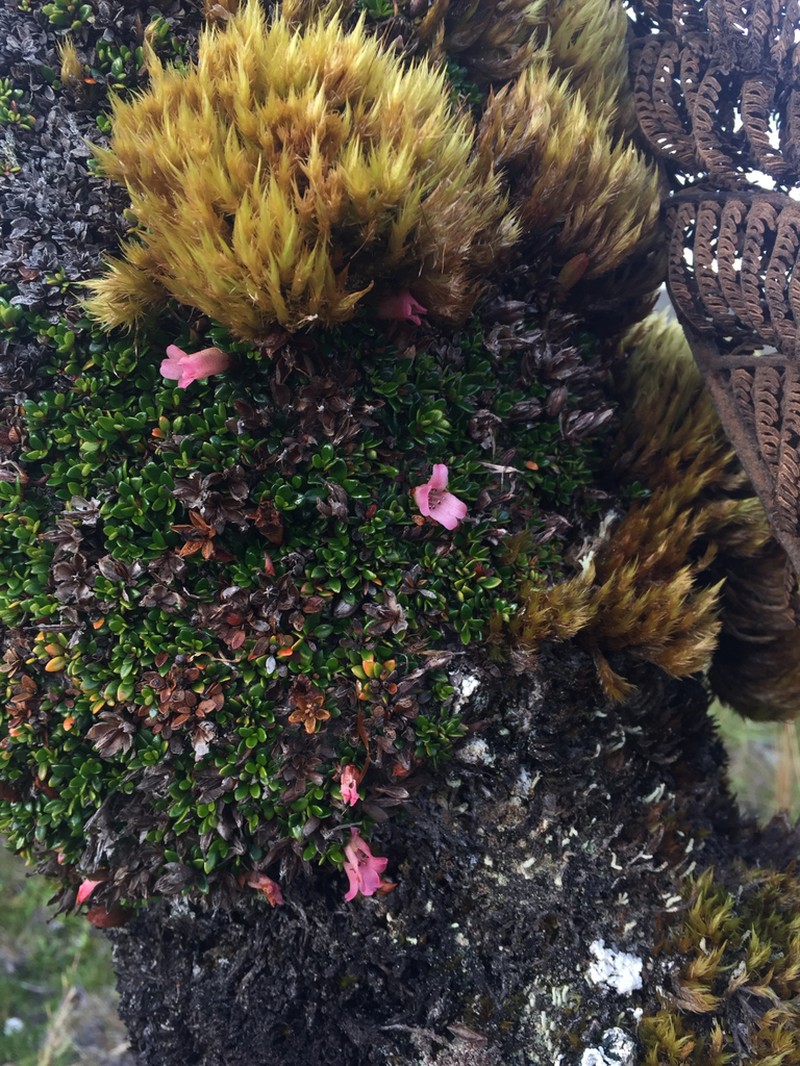 Rhododendron caespitosum photo 2