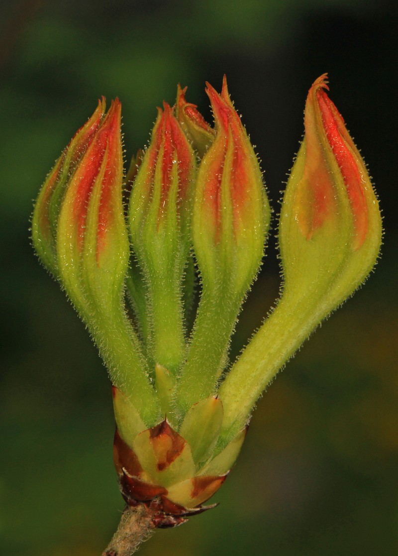 Flame Azalea photo 2