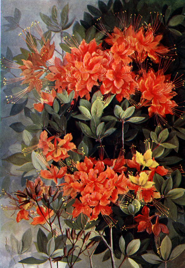 Flame Azalea photo 5