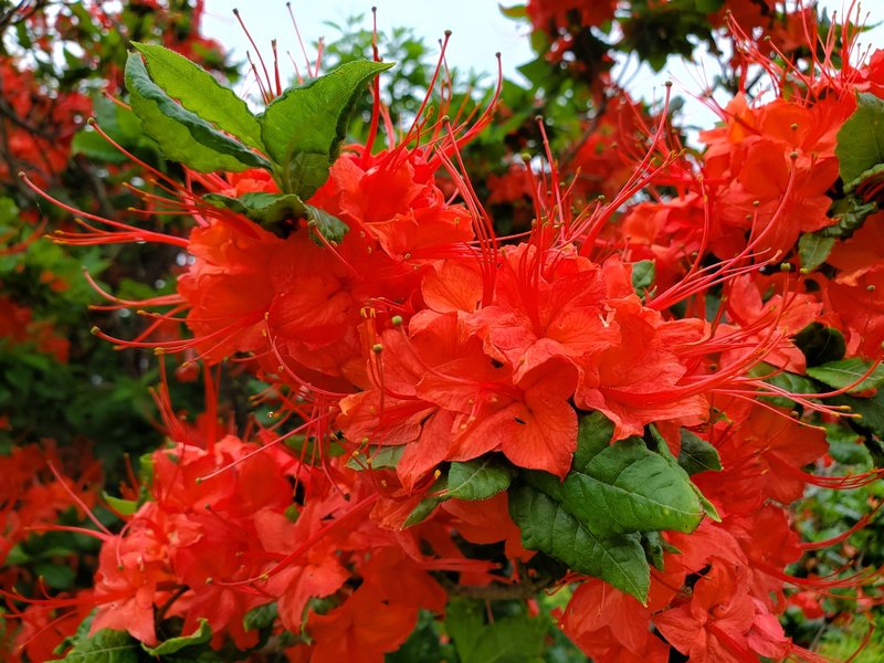 Flame Azalea photo 6