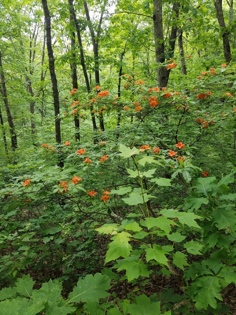 Flame Azalea photo 7