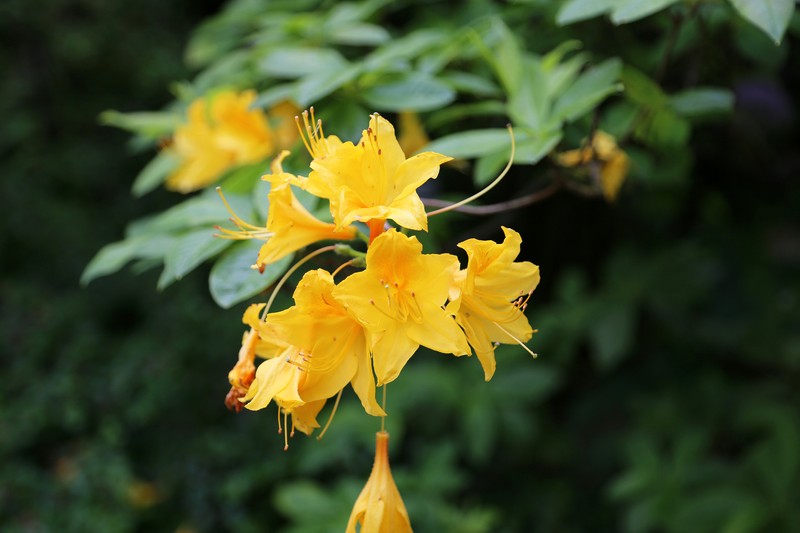Flame Azalea photo 3