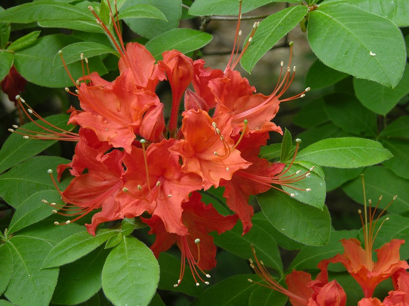 Flame Azalea photo 4