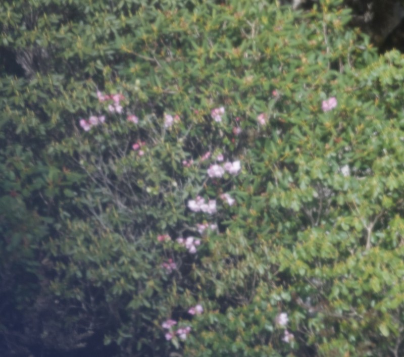 Rhododendron callimorphum
