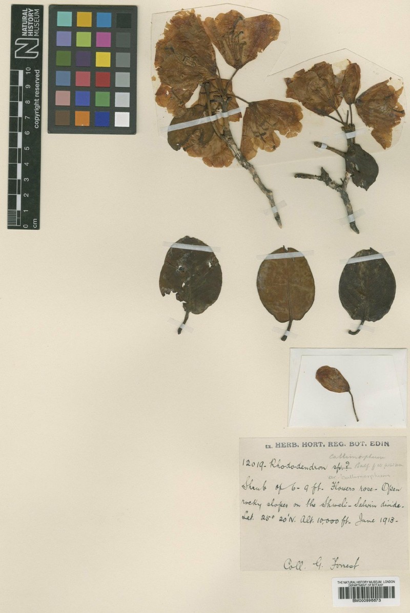 Rhododendron callimorphum photo 3