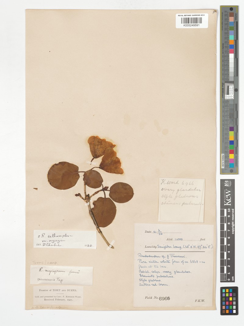 Rhododendron callimorphum photo 4