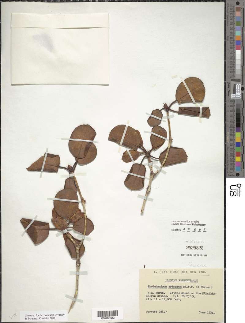 Rhododendron callimorphum var. myiagrum