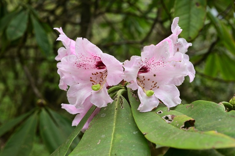 Rhododendron calophytum photo 2
