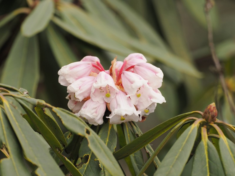 Rhododendron calophytum photo 3