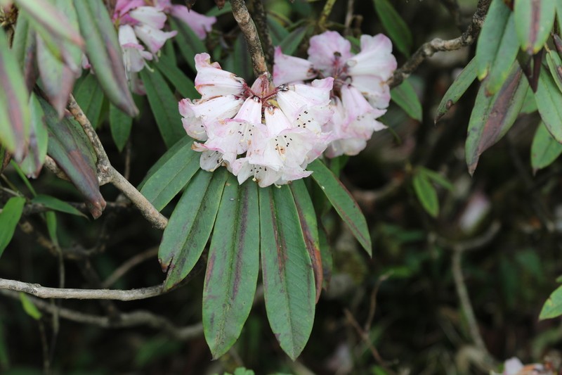 Rhododendron calophytum photo 4