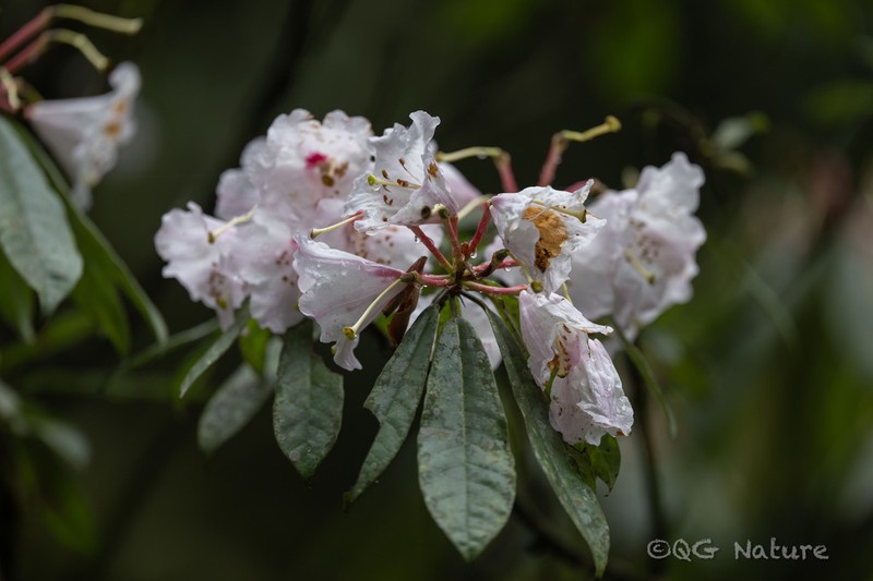 Rhododendron calophytum photo 5