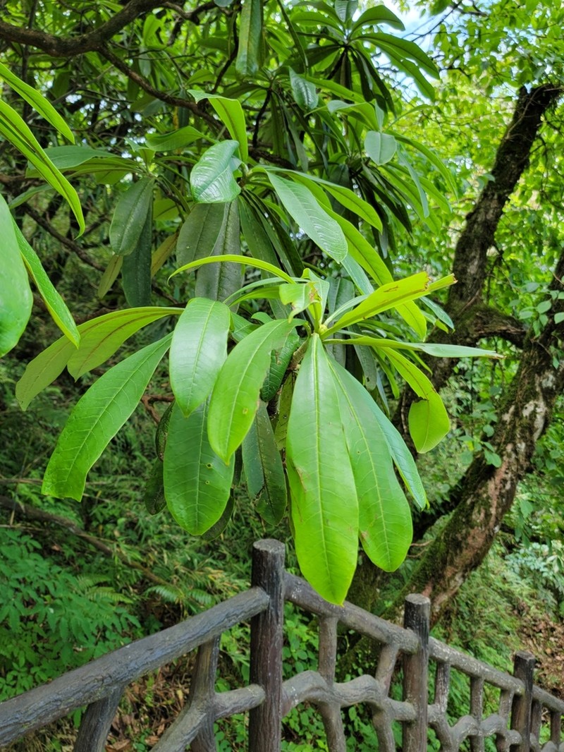 Rhododendron calophytum photo 6