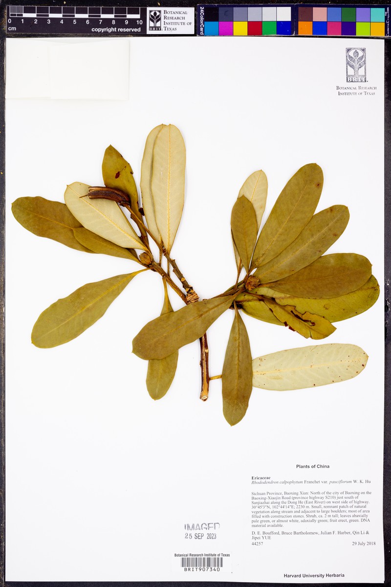 Rhododendron calophytum var. pauciflorum